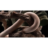 Metal Gear Solid Δ: Snake Eater Collector Edition w/ Deluxe Edition Game Bundle (PS5) R2